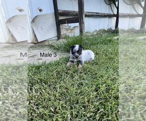 Australian Cattle Dog Puppy for sale in FREDERICKTOWN, MO, USA