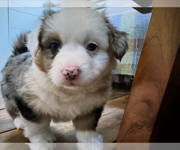 Medium Photo #2 Aussie-Corgi Puppy For Sale in ESPERANCE, NY, USA