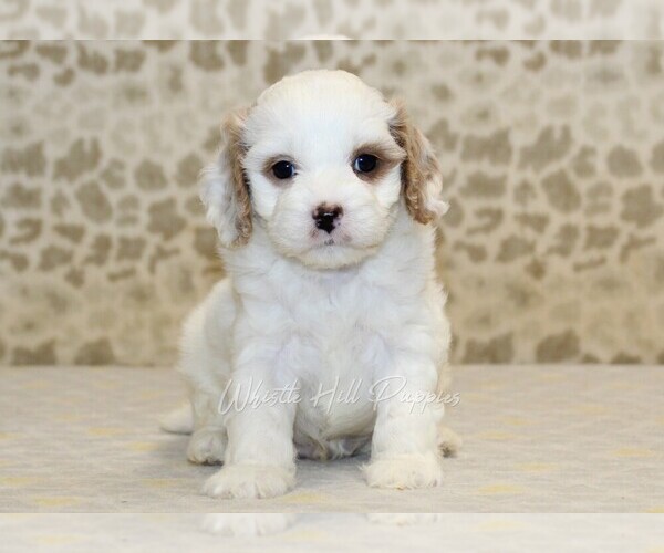 Medium Photo #3 Cavapoo Puppy For Sale in DENVER, PA, USA
