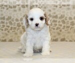 Small #2 Cavapoo