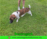 Small #2 Basset Hound Mix