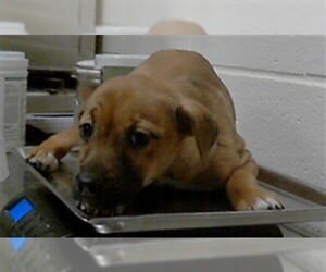 Labrador Retriever-Unknown Mix Dogs for adoption in Fayetteville, NC, USA