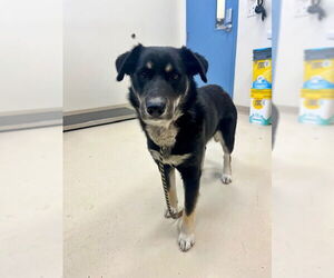 Siberian Husky-Unknown Mix Dogs for adoption in Webster, WI, USA