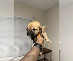 Small Photo #36 Cane Corso-Saint Bernard Mix Puppy For Sale in LIVERMORE, CA, USA