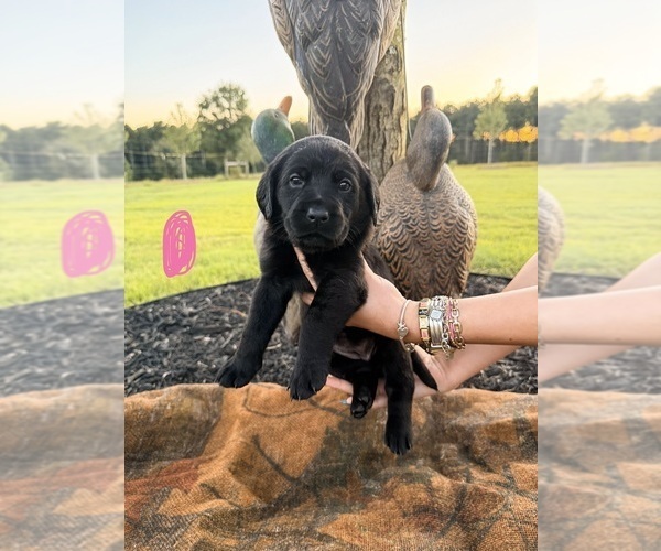 Medium Photo #2 Labrador Retriever Puppy For Sale in GREENWOOD, SC, USA