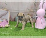 Small #2 Catahoula Leopard Dog
