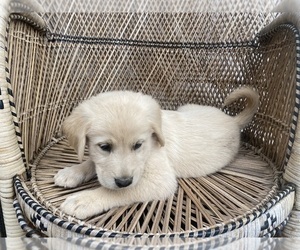 Goberian Puppy for Sale in RIVERSIDE, California USA