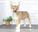 Small Photo #2 Shiba Inu Puppy For Sale in RED LION, PA, USA