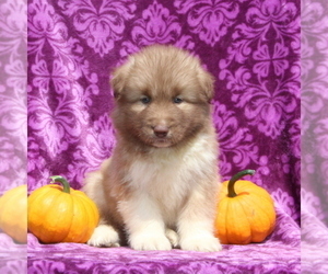 Siberian Husky Puppy for sale in KIRKWOOD, PA, USA
