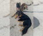 Small Photo #3 Mutt Puppy For Sale in Stevens Point, WI, USA