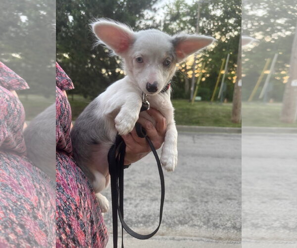 Medium Photo #1 Chiweenie Puppy For Sale in Mukwonago, WI, USA