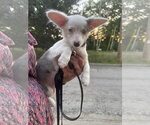 Small Chiweenie