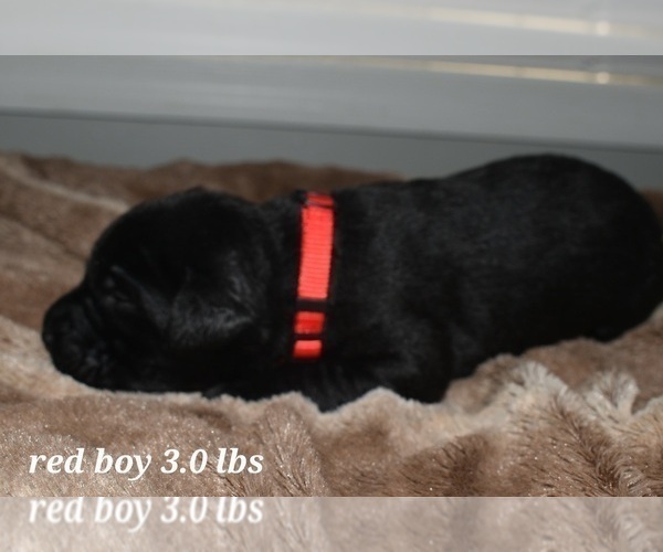 Medium Photo #12 Labrador Retriever Puppy For Sale in PAWNEE, IL, USA