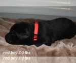 Small Photo #12 Labrador Retriever Puppy For Sale in PAWNEE, IL, USA