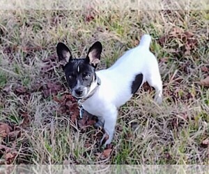 Rat Terrier Puppy for sale in GREENFIELD, OH, USA