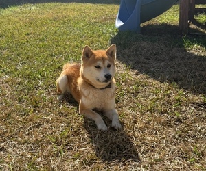 Father of the Shiba Inu puppies born on 02/19/2025