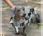 Small #3 Dachshund