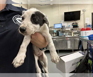 American Pit Bull Terrier-Unknown Mix Dogs for adoption in Waco, TX, USA