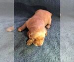 Small Photo #7 Labrador Retriever Puppy For Sale in BROWNS VALLEY, CA, USA