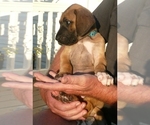Small Photo #7 Great Dane Puppy For Sale in CONWAY, SC, USA