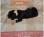 Small Photo #17 Great Dane Puppy For Sale in SPRAGGS, PA, USA