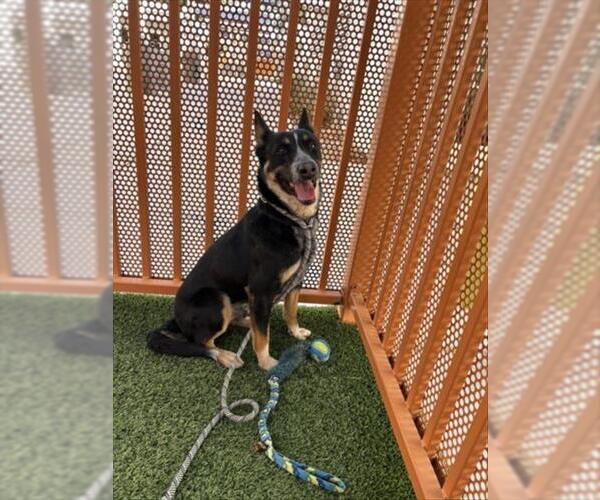 Medium Photo #1 German Shepherd Dog-Unknown Mix Puppy For Sale in Las Vegas, NV, USA