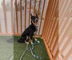 Small German Shepherd Dog Mix