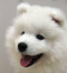 Samoyed Puppy for sale in WASHINGTON, WV, USA