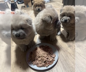 Chow Chow Puppy for Sale in FONTANA, California USA