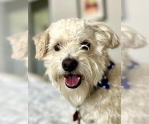Mutt Dogs for adoption in Oakley, CA, USA