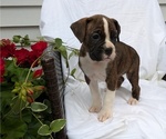 Small #10 Boxer