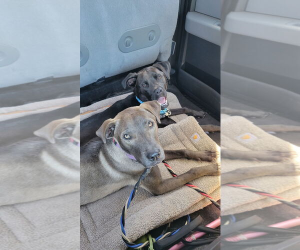 Medium Photo #8 Labrador Retriever-Unknown Mix Puppy For Sale in San Diego, CA, USA