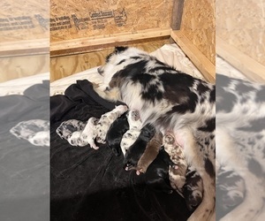 Mother of the Aussiedoodle Miniature  puppies born on 02/24/2024