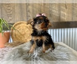 Small #1 Yorkshire Terrier