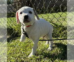 Small Photo #2 Bulldog-Unknown Mix Puppy For Sale in Tarrytown, GA, USA