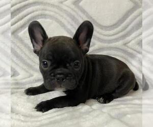 French Bulldog Puppy for sale in JOHNS ISLAND, SC, USA