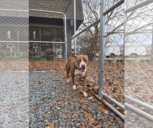 Medium Photo #6 Mutt Puppy For Sale in Albemarle, NC, USA