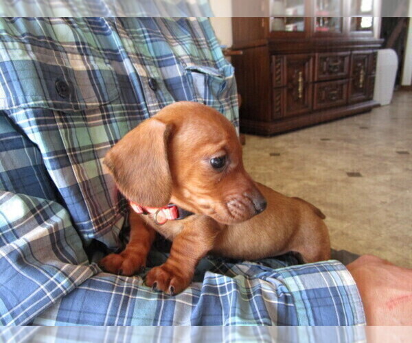 Medium Photo #8 Dachshund Puppy For Sale in OWEN, WI, USA