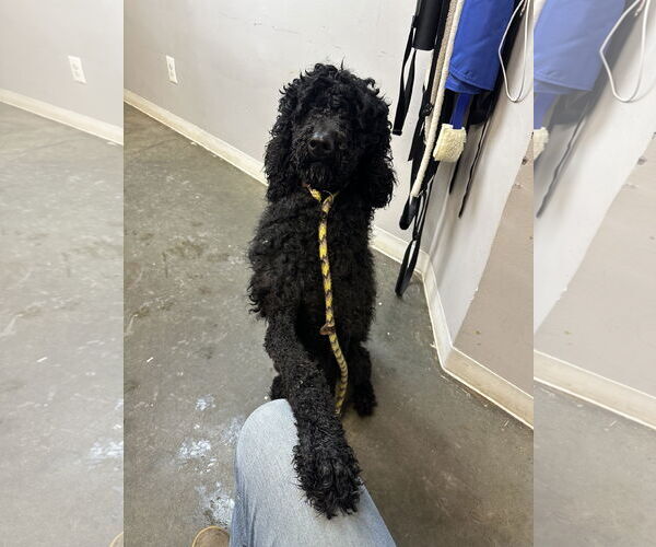 Medium Photo #2 Poodle (Standard) Puppy For Sale in Rockaway, NJ, USA