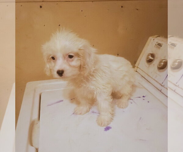 Medium Photo #1 Cavapoo (Toy) Puppy For Sale in Bonifay, MO, USA