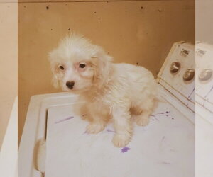 Cavapoo (Toy) Dogs for adoption in Bonifay, MO, USA