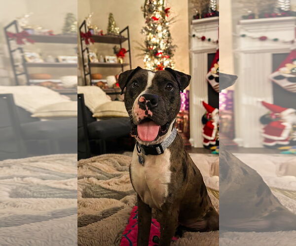 Medium Photo #1 American Staffordshire Terrier-Catahoula Leopard Dog Mix Puppy For Sale in Holly Springs, NC, USA