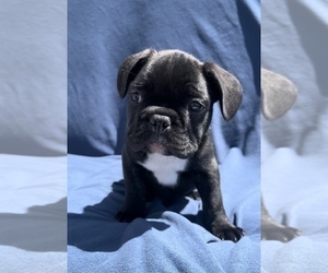 French Bulldog Puppy for sale in FRANKLIN, IN, USA