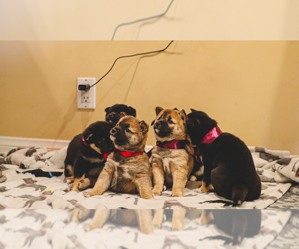 Medium Photo #6 Shiba Inu Puppy For Sale in NORTHRIDGE, CA, USA
