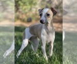 Small Photo #37 Italian Greyhound Puppy For Sale in SAINT GEORGE, UT, USA
