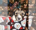 Puppy 2 Aussiedoodle Miniature 