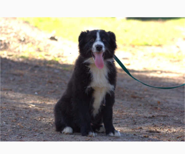 Medium Photo #4 Australian Shepherd Puppy For Sale in ACTON, CA, USA