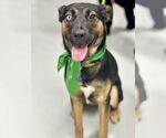 Small #5 Rottweiler Mix