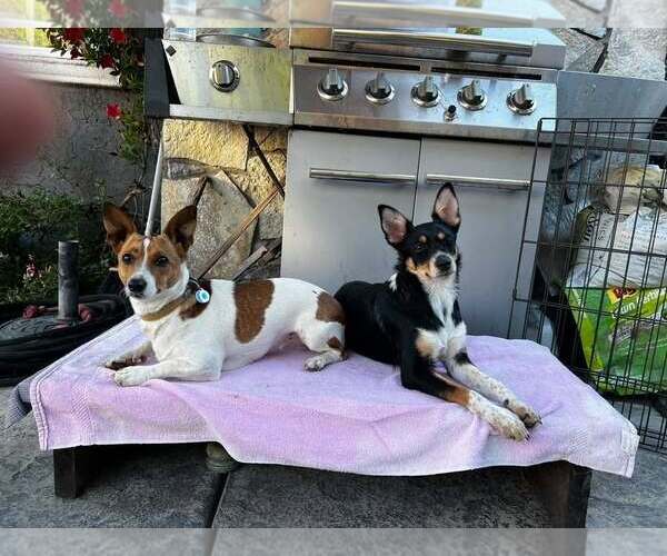 Medium Photo #4 Mutt Puppy For Sale in Modesto, CA, USA