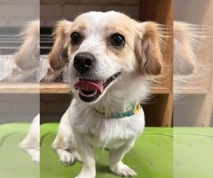 Papillon-Unknown Mix Dogs for adoption in Visalia, CA, USA